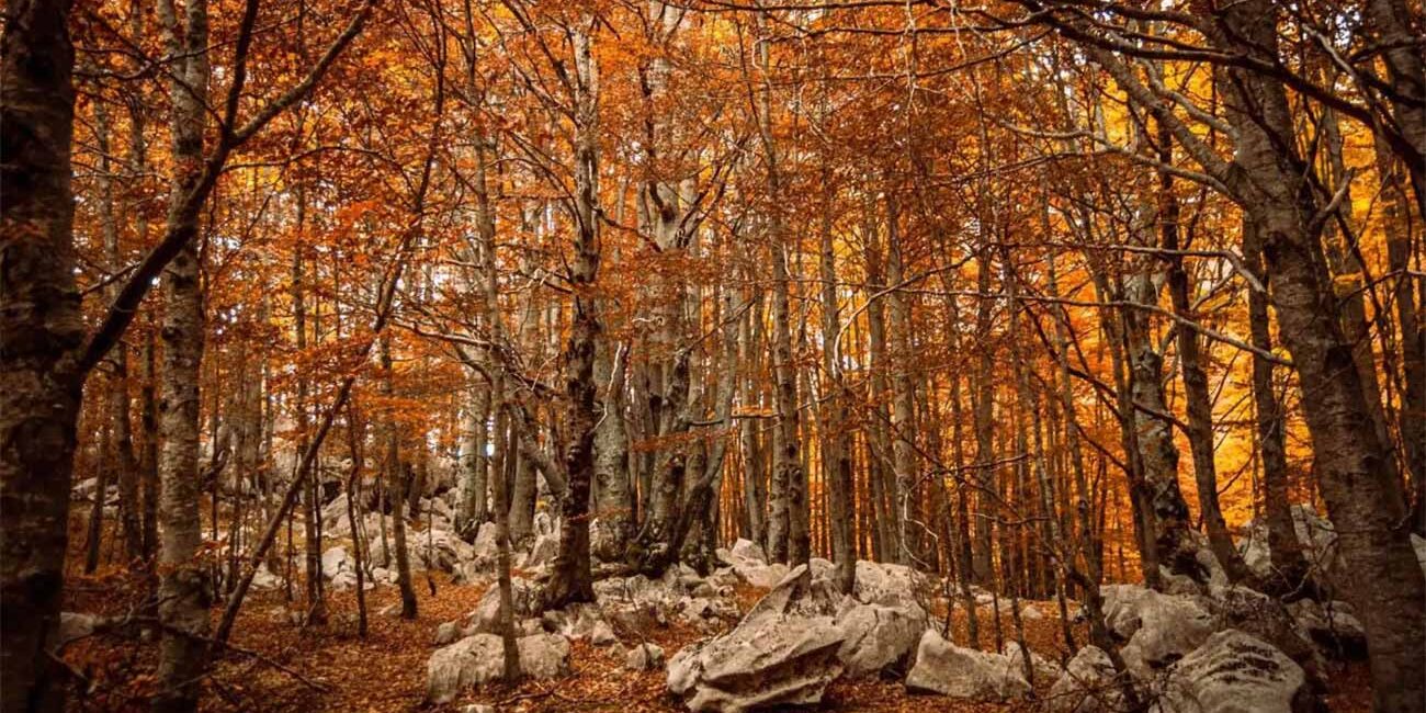 "Foliage" in Molise