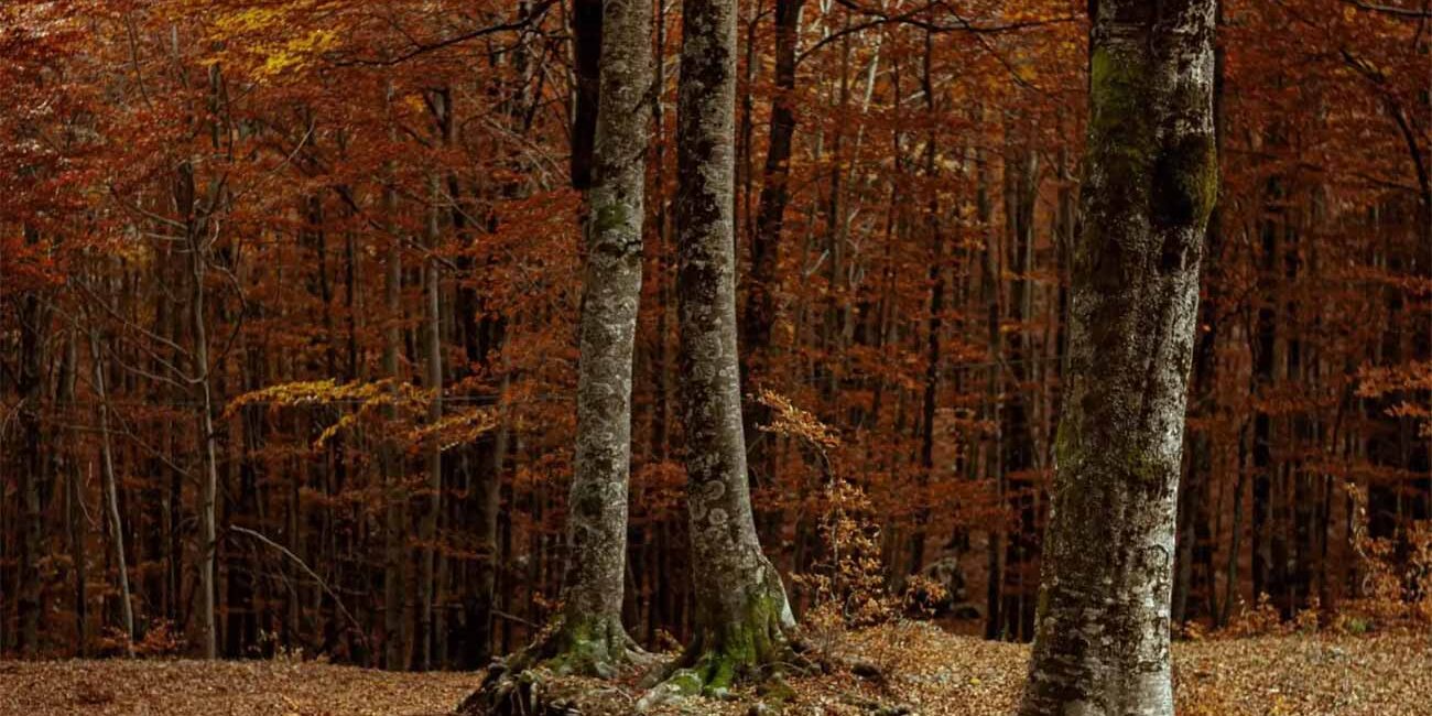 "Foliage" in Molise